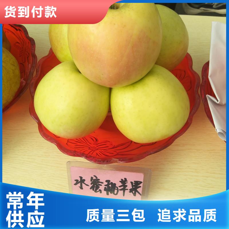 北美冬青-视频-北美冬青(轩园)覆盖地域山东省枣庄市台儿庄|滕州|济南|潍坊|东营|菏泽