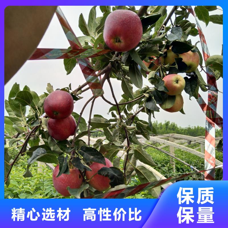北美冬青-视频-北美冬青(轩园)覆盖地域山东省枣庄市台儿庄|滕州|济南|潍坊|东营|菏泽