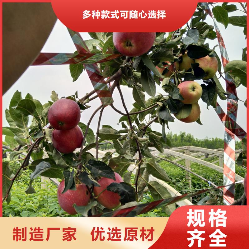 苹果北美冬青无中间商厂家直销
