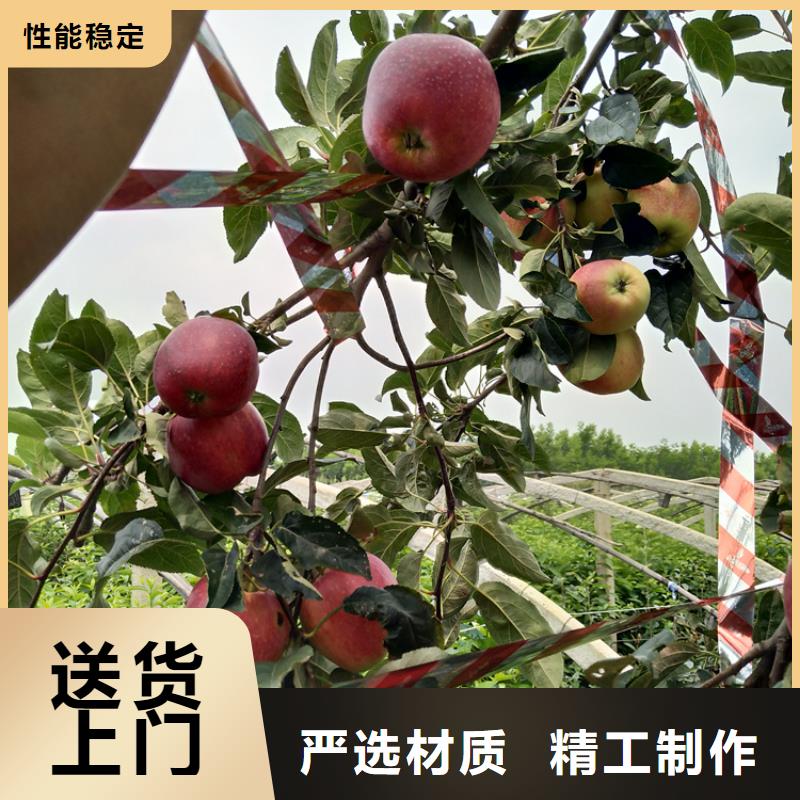 北美冬青视频-甘肃省定西市|安定|岷县|嘉峪关|酒泉|武威|天水|临夏|平凉|金昌北美冬青-轩园