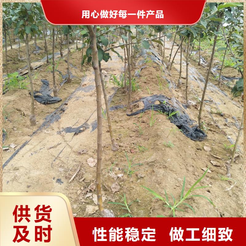 北美冬青视频-甘肃省定西市|安定|岷县|嘉峪关|酒泉|武威|天水|临夏|平凉|金昌北美冬青-轩园