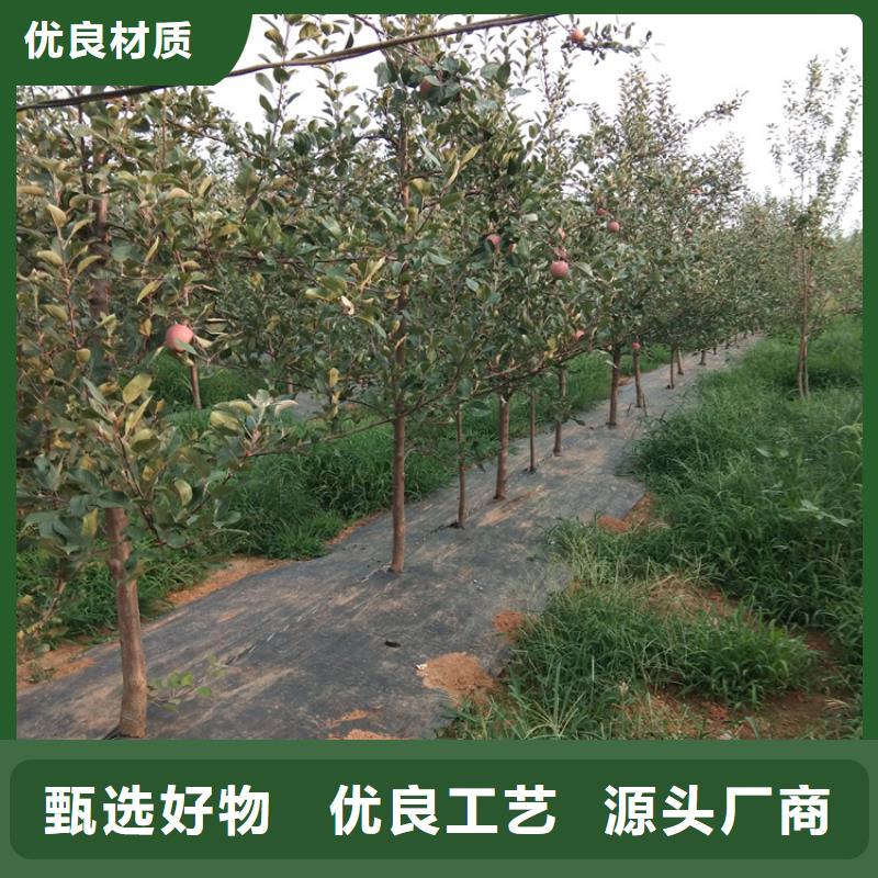 北美冬青视频-甘肃省定西市|安定|岷县|嘉峪关|酒泉|武威|天水|临夏|平凉|金昌北美冬青-轩园