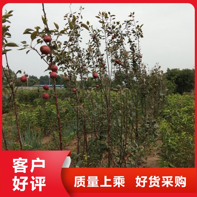 苹果,杏树苗厂家直接面向客户