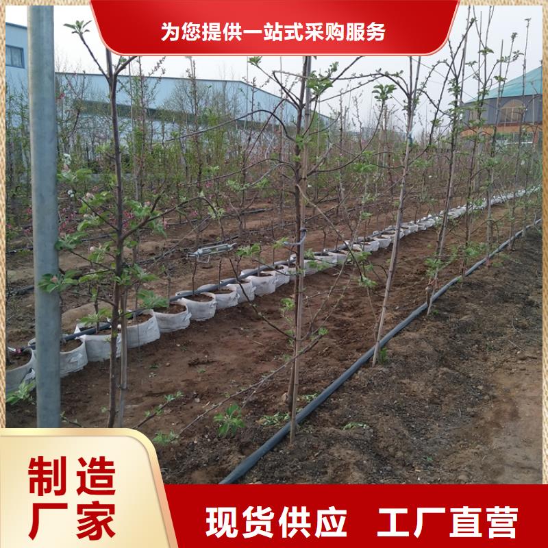 北美冬青视频-安徽省淮北市轩园北美冬青可服务区域相山|杜集|铜陵|宣城|池州|滁州|合肥等