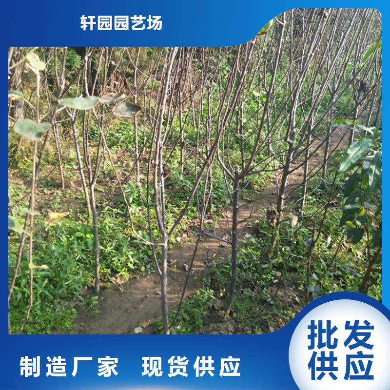 北美冬青视频-安徽省淮北市轩园北美冬青可服务区域相山|杜集|铜陵|宣城|池州|滁州|合肥等