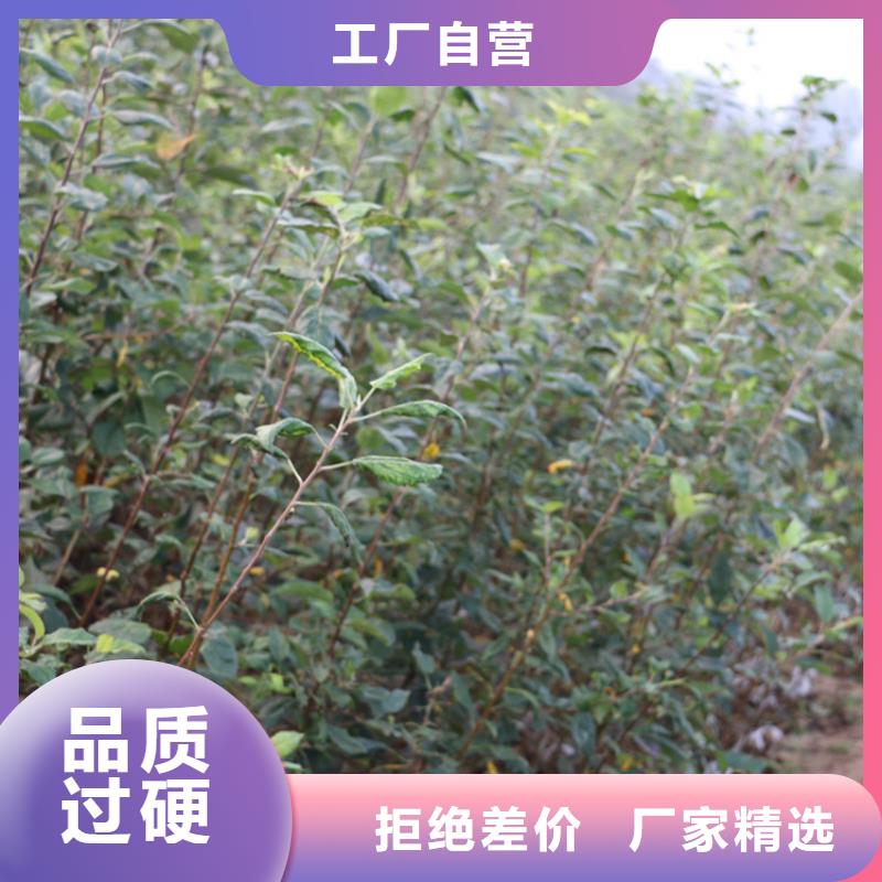 北美冬青视频-甘肃省定西市|安定|岷县|嘉峪关|酒泉|武威|天水|临夏|平凉|金昌北美冬青-轩园