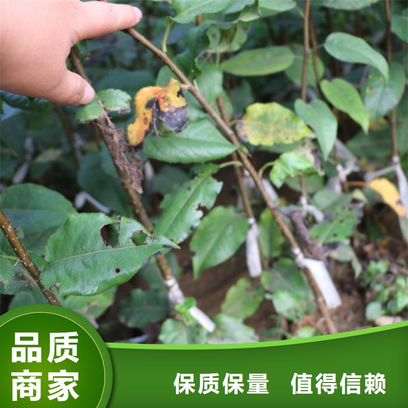 北美冬青-视频-北美冬青(轩园)覆盖地域山东省枣庄市台儿庄|滕州|济南|潍坊|东营|菏泽