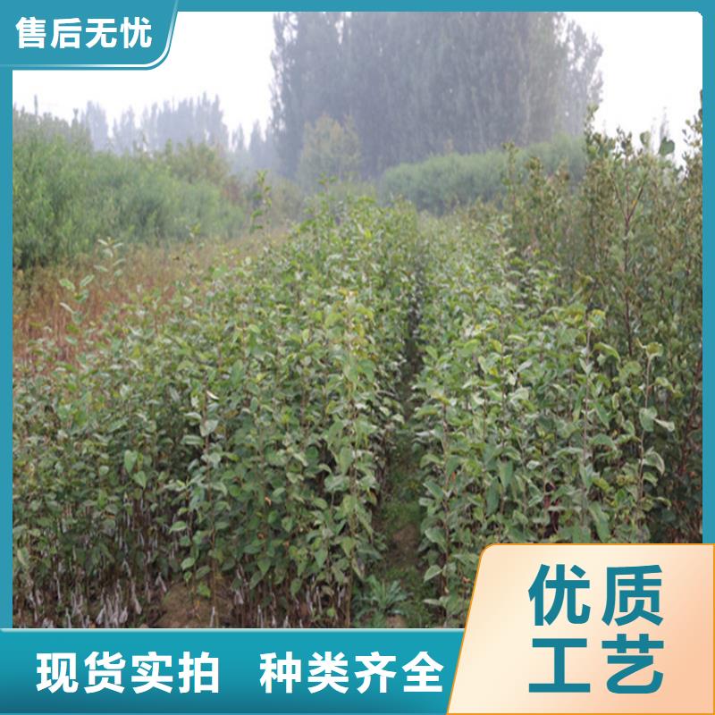 北美冬青-视频-北美冬青(轩园)覆盖地域山东省枣庄市台儿庄|滕州|济南|潍坊|东营|菏泽
