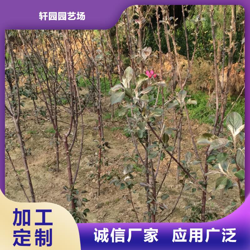 苹果北美冬青无中间商厂家直销