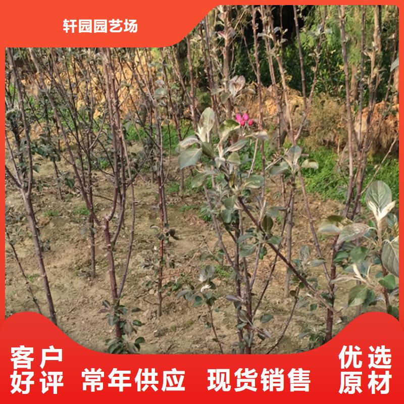 北美冬青视频-甘肃省定西市|安定|岷县|嘉峪关|酒泉|武威|天水|临夏|平凉|金昌北美冬青-轩园