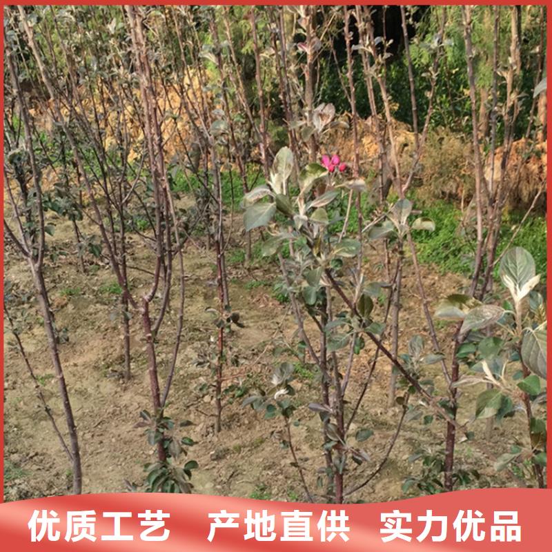 北美冬青-视频-北美冬青(轩园)覆盖地域山东省枣庄市台儿庄|滕州|济南|潍坊|东营|菏泽