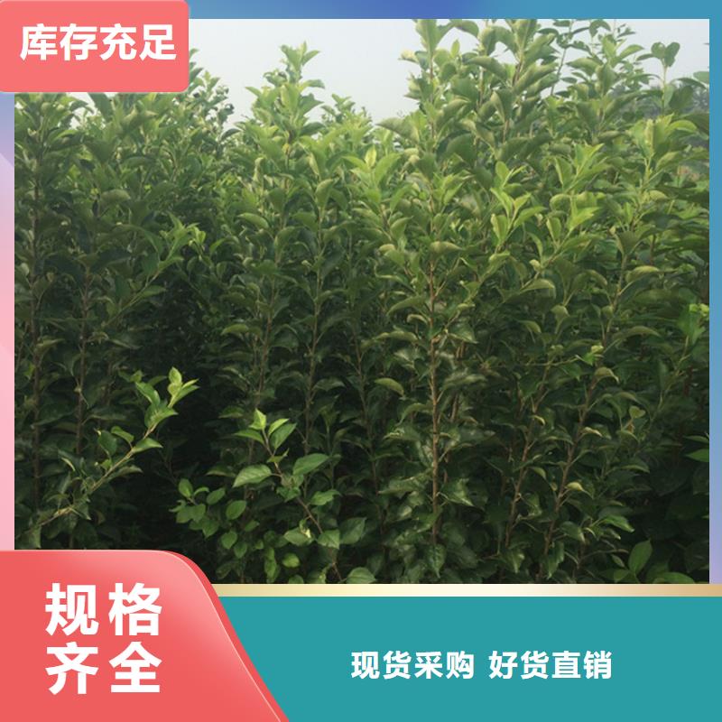 北美冬青-视频-北美冬青(轩园)覆盖地域山东省枣庄市台儿庄|滕州|济南|潍坊|东营|菏泽