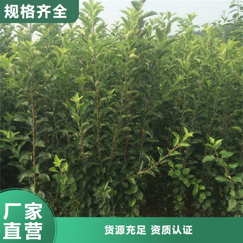 北美冬青-视频-北美冬青(轩园)覆盖地域山东省枣庄市台儿庄|滕州|济南|潍坊|东营|菏泽