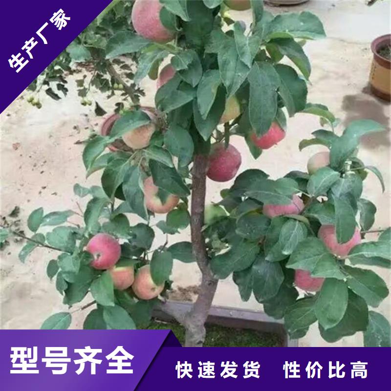 北美冬青视频-甘肃省定西市|安定|岷县|嘉峪关|酒泉|武威|天水|临夏|平凉|金昌北美冬青-轩园