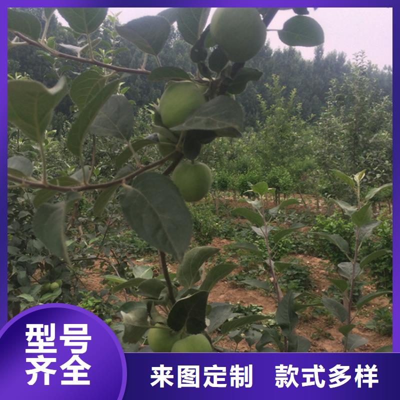 北美冬青-视频-北美冬青(轩园)覆盖地域山东省枣庄市台儿庄|滕州|济南|潍坊|东营|菏泽