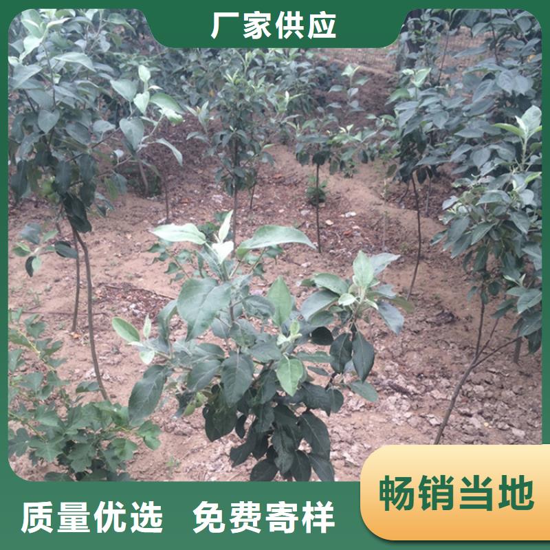 苹果,杏树苗厂家直接面向客户