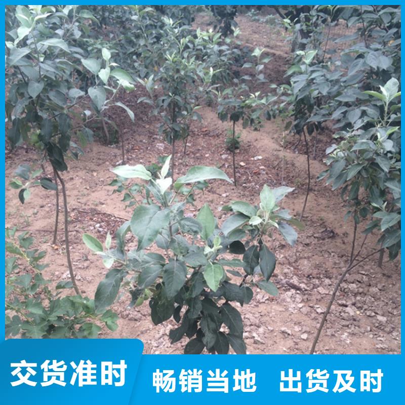 北美冬青视频-安徽省淮北市轩园北美冬青可服务区域相山|杜集|铜陵|宣城|池州|滁州|合肥等
