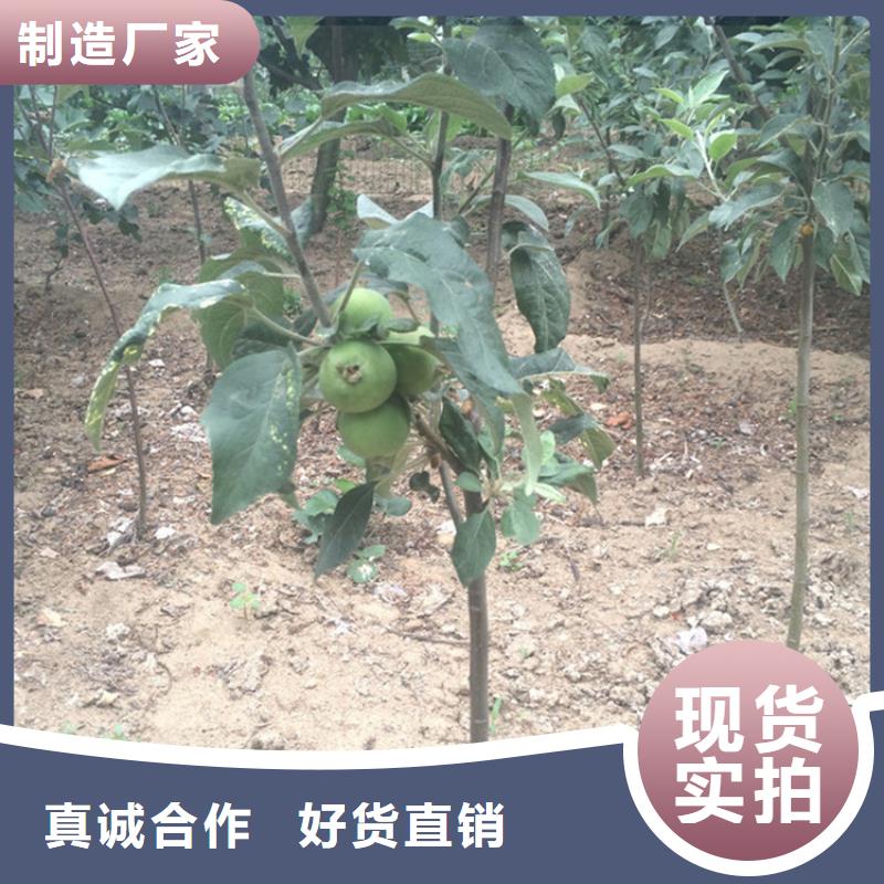 北美冬青-视频-北美冬青(轩园)覆盖地域山东省枣庄市台儿庄|滕州|济南|潍坊|东营|菏泽