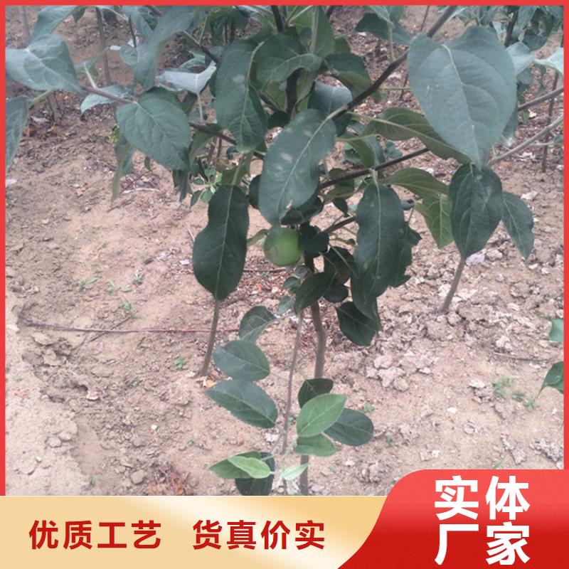 苹果,杏树苗厂家直接面向客户