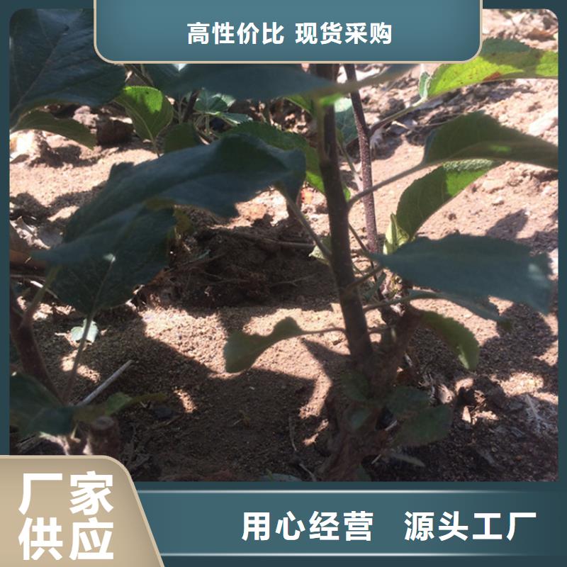 北美冬青-视频-北美冬青(轩园)覆盖地域山东省枣庄市台儿庄|滕州|济南|潍坊|东营|菏泽