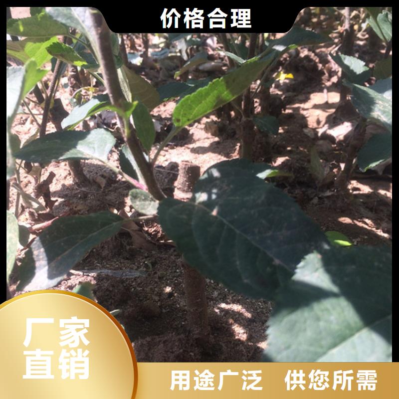 苹果北美冬青无中间商厂家直销