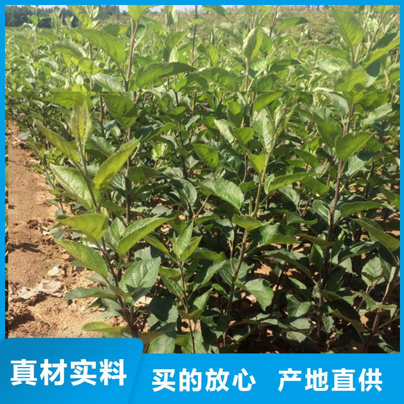北美冬青视频-安徽省淮北市轩园北美冬青可服务区域相山|杜集|铜陵|宣城|池州|滁州|合肥等