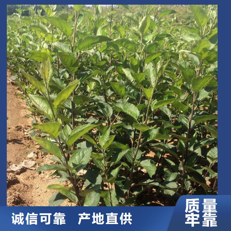 苹果北美冬青无中间商厂家直销