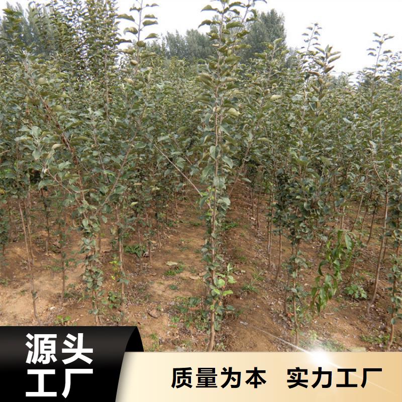 苹果,杏树苗厂家直接面向客户