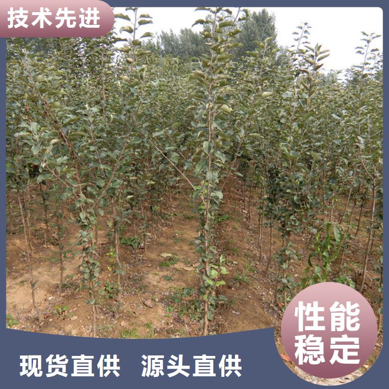 苹果北美冬青无中间商厂家直销