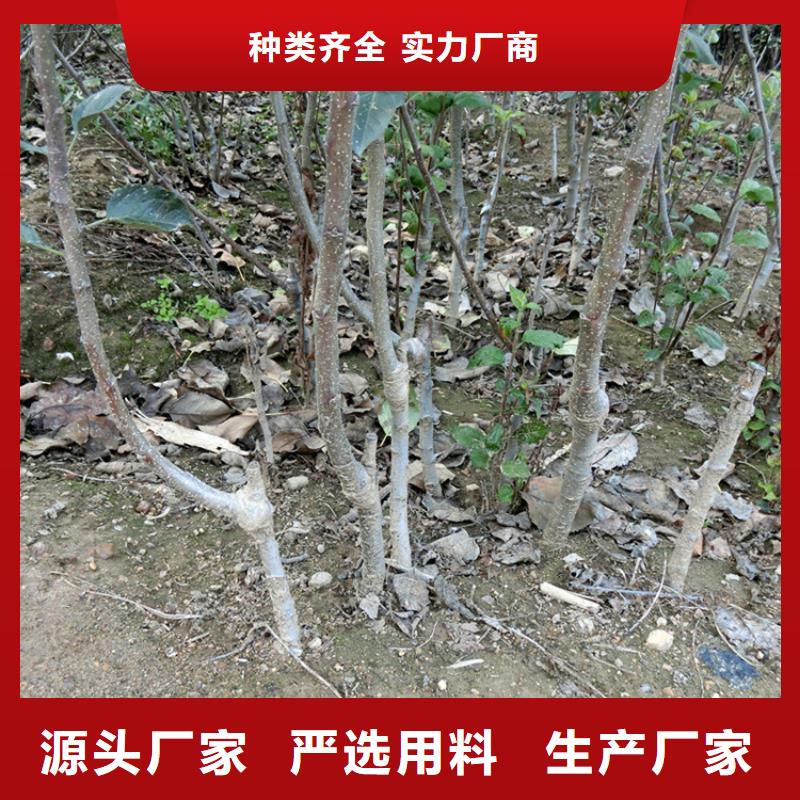 北美冬青视频-甘肃省定西市|安定|岷县|嘉峪关|酒泉|武威|天水|临夏|平凉|金昌北美冬青-轩园