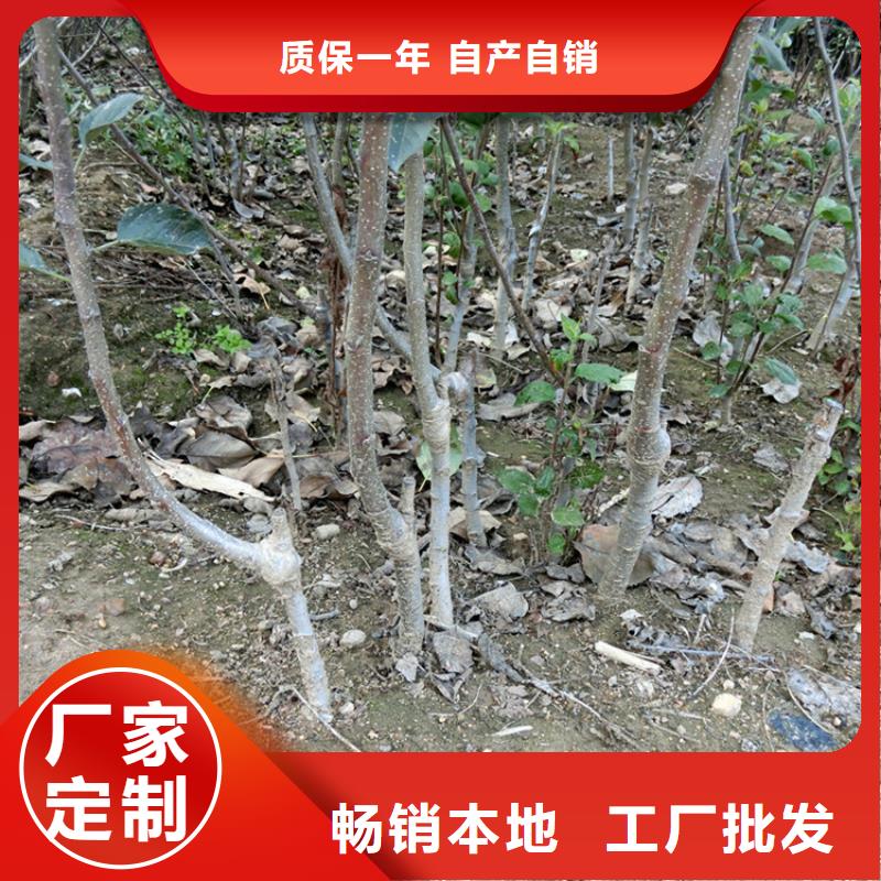 苹果,杏树苗厂家直接面向客户