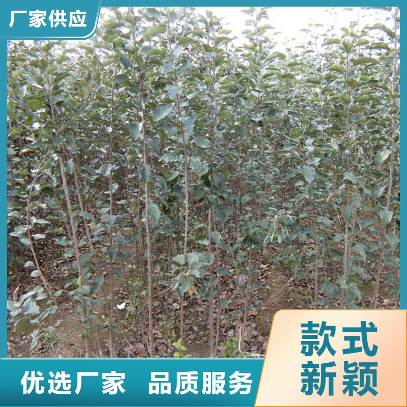 苹果,杏树苗厂家直接面向客户