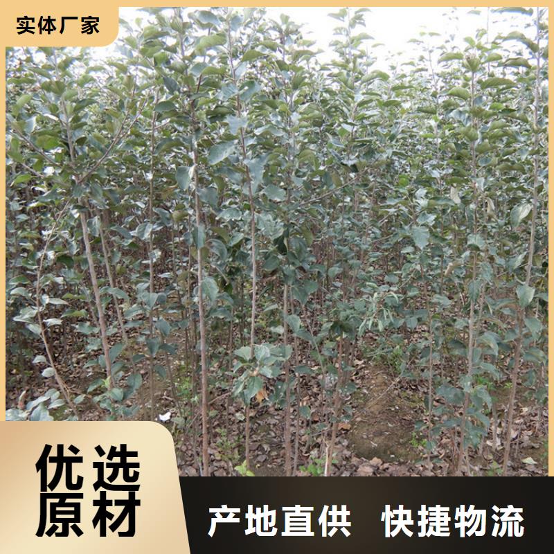 苹果北美冬青无中间商厂家直销