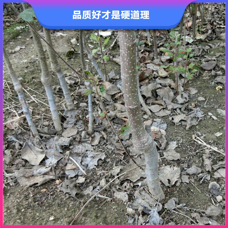 苹果,杏树苗厂家直接面向客户