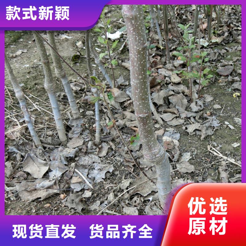 苹果北美冬青无中间商厂家直销