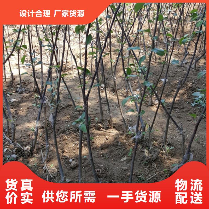 苹果,杏树苗厂家直接面向客户