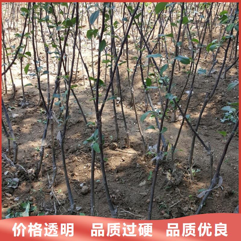 苹果北美冬青无中间商厂家直销