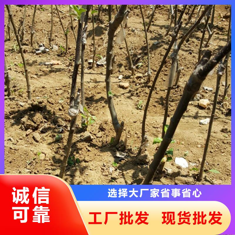 苹果北美冬青无中间商厂家直销