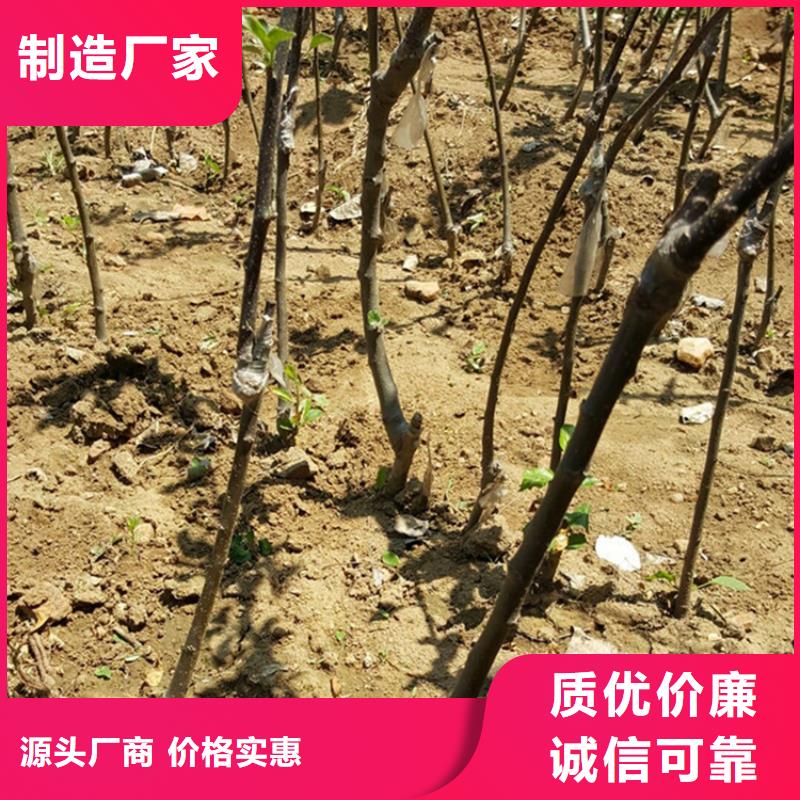 苹果,杏树苗厂家直接面向客户