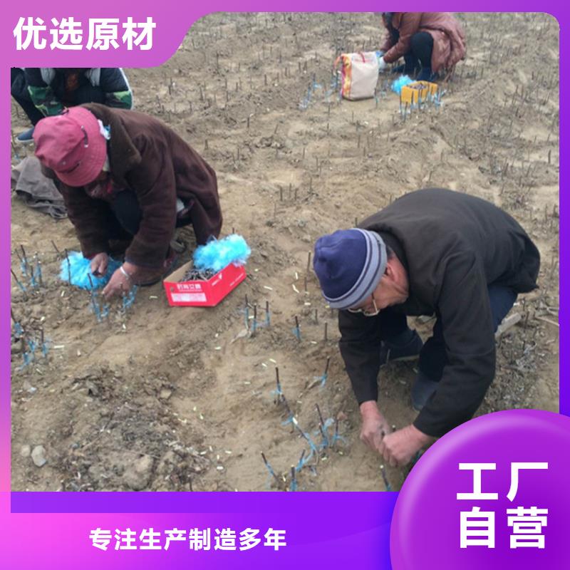 苹果,杏树苗厂家直接面向客户