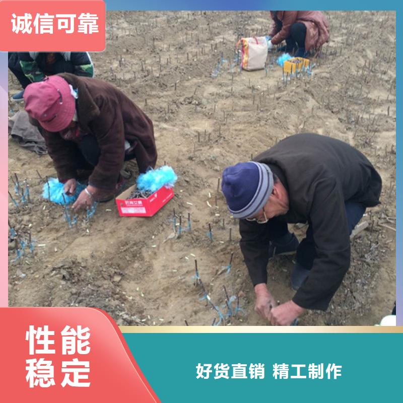 苹果北美冬青无中间商厂家直销