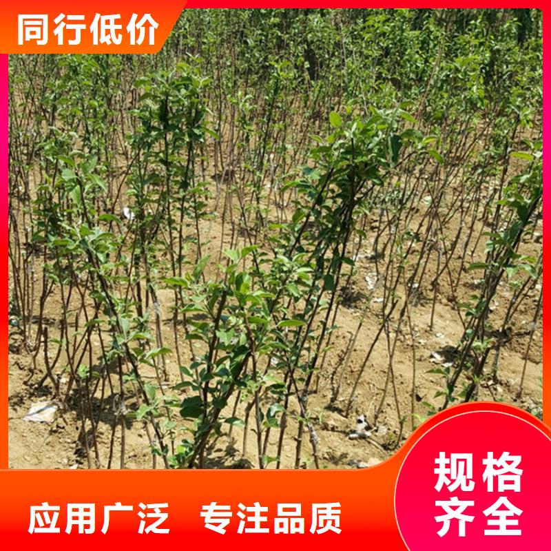 苹果,杏树苗厂家直接面向客户