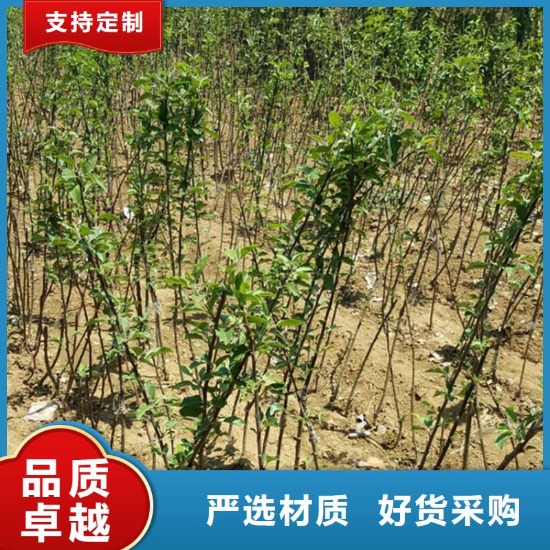 苹果北美冬青无中间商厂家直销