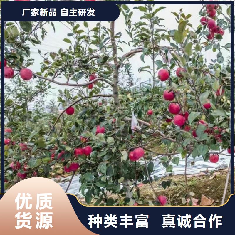 苹果北美冬青无中间商厂家直销