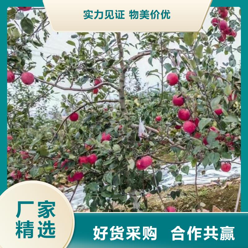 苹果,杏树苗厂家直接面向客户