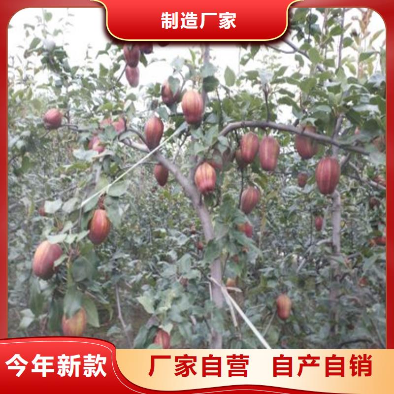 北美冬青-视频-吉林省四平市轩园北美冬青可服务区域公主岭|双辽|延边|吉林|长春|辽源|通化等