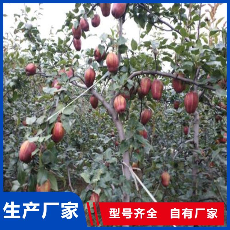 北美冬青视频-霍山|寿县|芜湖|铜陵|淮南|亳州|宿州|黄山北美冬青追求细节品质-轩园园艺场(六安市分公司)