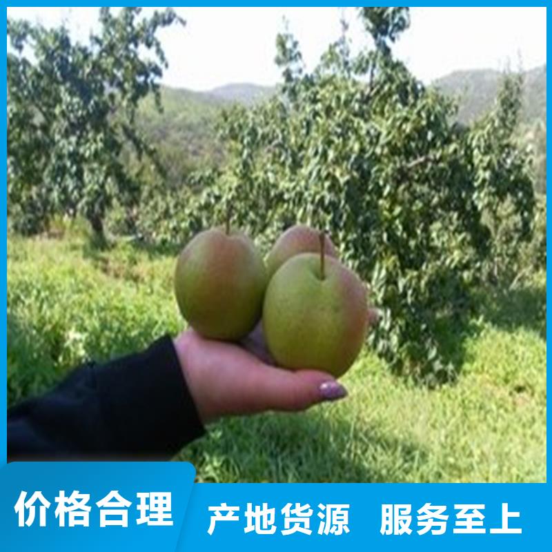 北美冬青-视频-北美冬青-轩园园艺场(昆明市分公司)服务区域东川|西山|普洱|德宏|大理|临沧|红河|楚雄