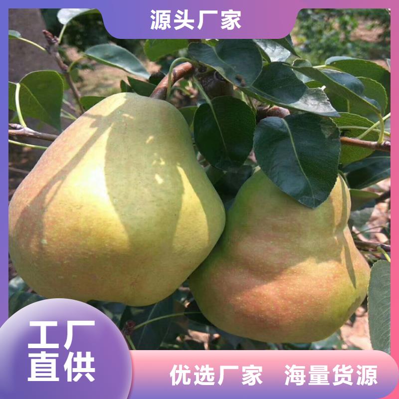 北美冬青-视频-北美冬青-轩园园艺场(昆明市分公司)服务区域东川|西山|普洱|德宏|大理|临沧|红河|楚雄