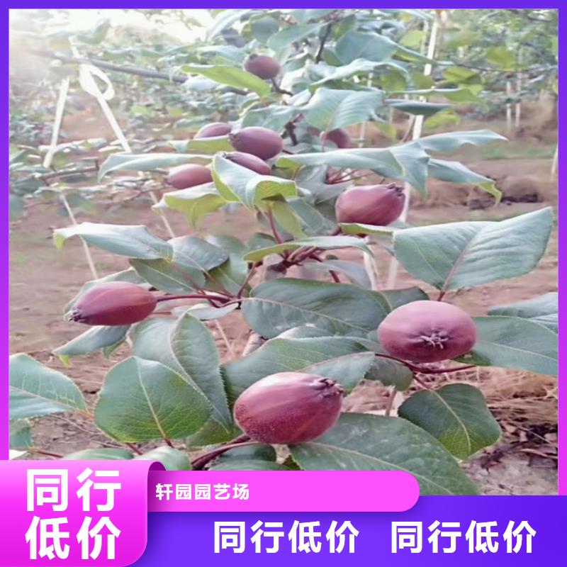 北美冬青-视频-北美冬青-轩园园艺场(昆明市分公司)服务区域东川|西山|普洱|德宏|大理|临沧|红河|楚雄